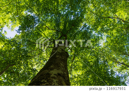 世界自然遺産　白神山地の初夏　新緑の十二湖　ブナ林 116917931