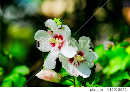 白い花のムクゲ 116918022