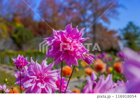 光を浴びて輝く満開のピンクのダリア 116918054