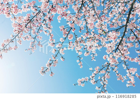 青空と桜 116918285