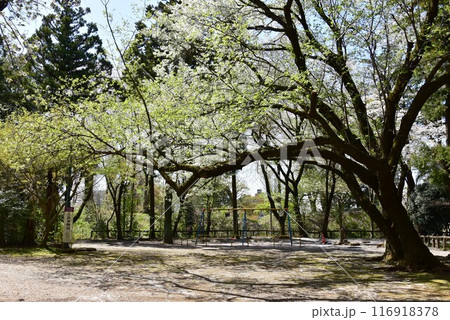 栃木県小山市 城山公園(祇園城跡)の上段曲輪跡と満開桜 栃木県小山市 城山公園(祇園城跡)の上段曲輪跡と満開桜 116918378