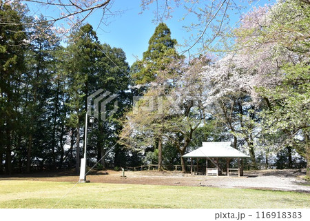 栃木県小山市　城山公園（祇園城跡）の塚田曲輪跡と満開桜 116918383