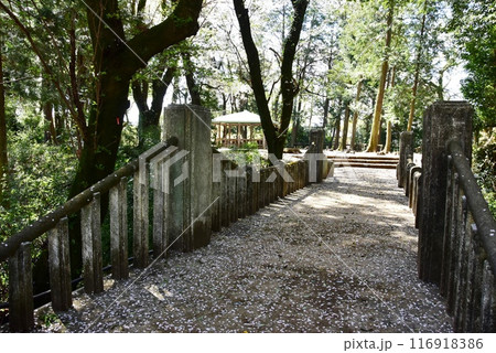 栃木県小山市　城山公園（祇園城跡）の本丸橋と満開桜 116918386