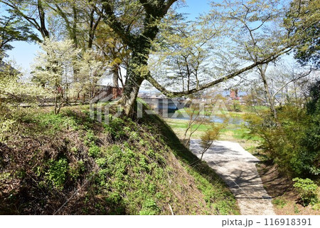 栃木県小山市　城山公園（祇園城跡）祇園橋から望む思川と満開桜 116918391
