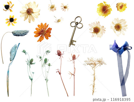 切り抜き素材セットードライフラワー7（リースデコ用2） 116918395