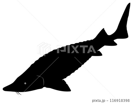 チョウザメ 116918398