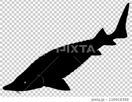 チョウザメ 116918398