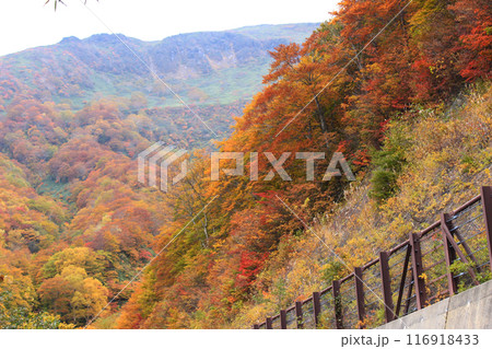 紅葉のピークを迎えた福島県磐梯吾妻スカイラインの絶景 116918433