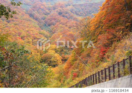 紅葉のピークを迎えた福島県磐梯吾妻スカイラインの絶景 116918434
