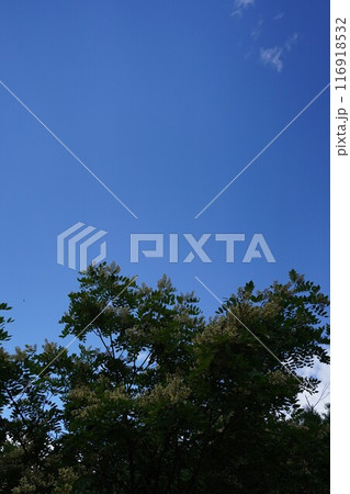 夏の緑にエンジュの花 116918532