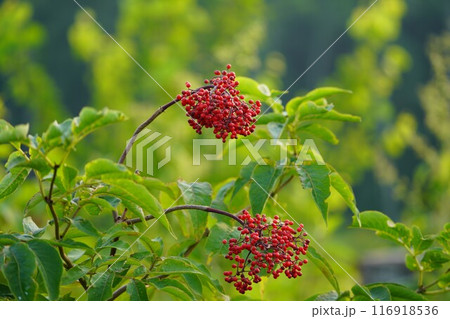 エゾニワトコの赤い実 エゾニワトコの赤い実 116918536