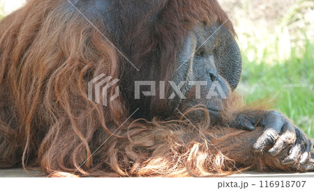 あっち向いてホイ 116918707