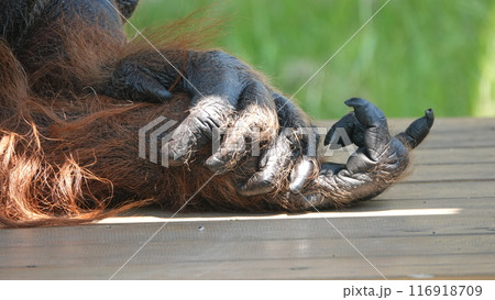 誰の手？僕のだよ 116918709