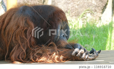 僕の横顔 116918710