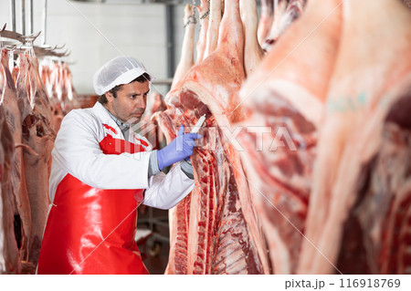 Butcher measuring temperature of raw pork carcasses in cold storage 116918769