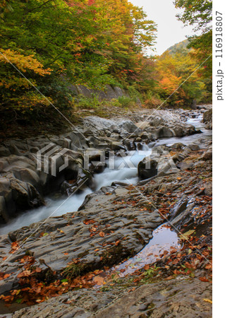 福島県中津川の紅葉ピークの風景 福島県中津川の紅葉ピークの風景 116918807