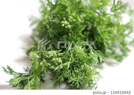 白い皿に盛られているパクチーの花芽 白い皿に盛られているパクチーの花芽 116918848