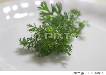 白い皿に盛られているパクチーの花芽 116918854
