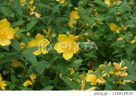 満開のキンシバイ 116918910