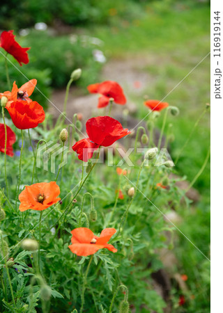Bright view of flower bed with poppies on a summer hot sunny day Bright view of flower bed with poppies on a summer hot sunny day 116919144