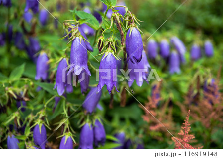 bright bellflowers on a sunny summer day bright bellflowers on a sunny summer day 116919148