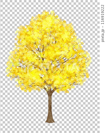 Tree with yellow leaves Tree with yellow leaves 116919222