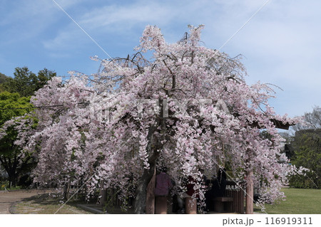桜・池田城跡公園 116919311