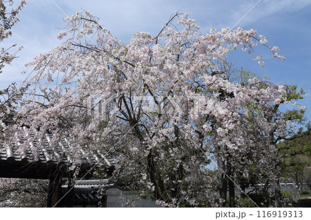 桜・池田城跡公園 桜・池田城跡公園 116919313