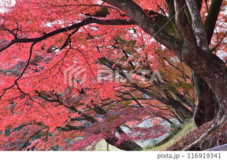 真っ赤な紅葉 真っ赤な紅葉 116919341