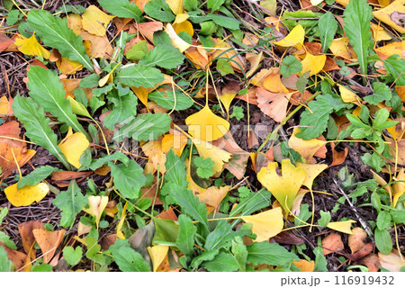 黄色いイチョウの落ち葉 116919432