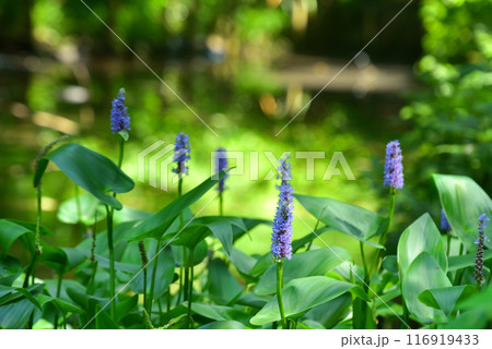 ミズアオイ 116919433