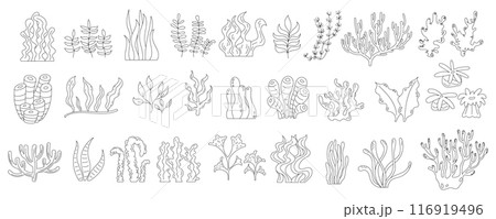 Detailed black and white seashells set. Diverse shells and conch underwater elements. Marine drawings isolated, ocean reef life and aquatic icons. Perfect for coloring activities. Detailed black and white seashells set. Diverse shells and conch underwater elements. Marine drawings isolated, ocean reef life and aquatic icons. Perfect for coloring activities. 116919496