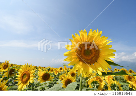 ヒマワリ　 116919648