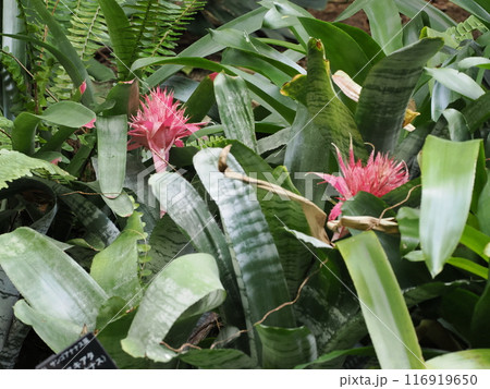 福岡市植物園の温室にあったエクメア・ファスキアタ 福岡県福岡市中央区小笹 福岡市植物園の温室にあったエクメア・ファスキアタ 福岡県福岡市中央区小笹 116919650