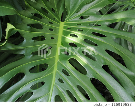 福岡市植物園の温室にあったホウライショウ　福岡県福岡市中央区小笹 116919658