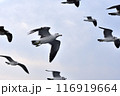 飛び交うウミネコ 116919664