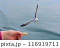 餌をねらうウミネコ 116919711