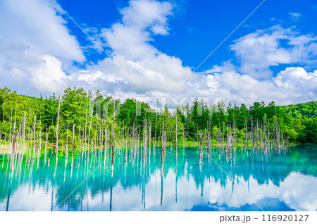 北海道美瑛町の青い池 116920127