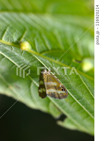 虫コブのある葉の裏で休む抹茶地に白帯2本のベッコウハゴロモ（自然光＆ストロボ・マクロレンズ接写） 116920214