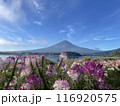 青空の下のピンクの花の群生と富士山 116920575