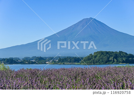 河口湖とラベンダー畑と富士山 河口湖とラベンダー畑と富士山 116920758