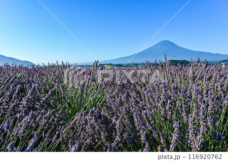 河口湖とラベンダー畑と富士山 河口湖とラベンダー畑と富士山 116920762
