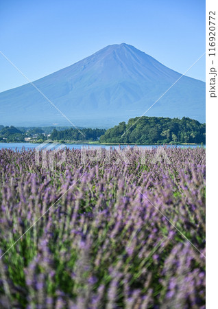 河口湖とラベンダー畑と富士山 河口湖とラベンダー畑と富士山 116920772