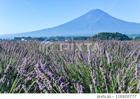 河口湖とラベンダー畑と富士山 河口湖とラベンダー畑と富士山 116920777