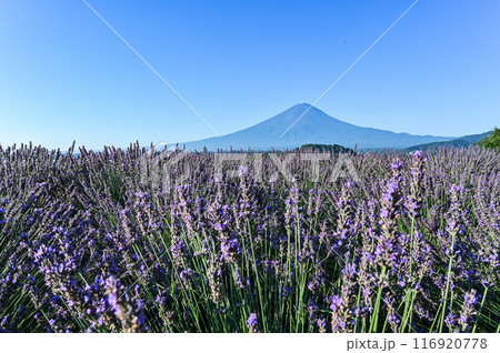 河口湖とラベンダー畑と富士山 116920778