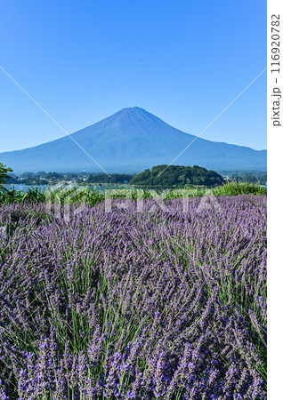 河口湖とラベンダー畑と富士山 河口湖とラベンダー畑と富士山 116920782