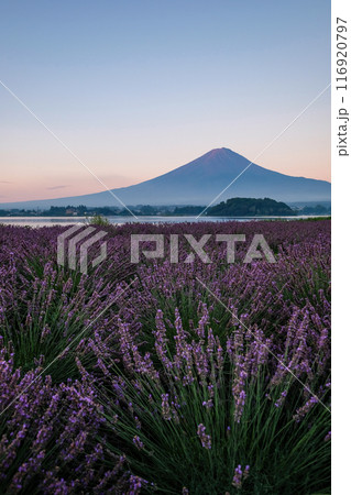 河口湖とラベンダー畑と富士山 116920797