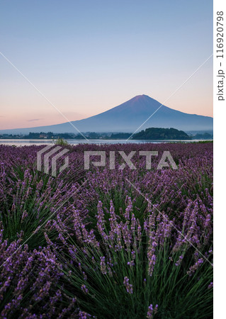 河口湖とラベンダー畑と富士山 116920798