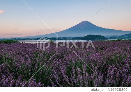 河口湖とラベンダー畑と富士山 116920802