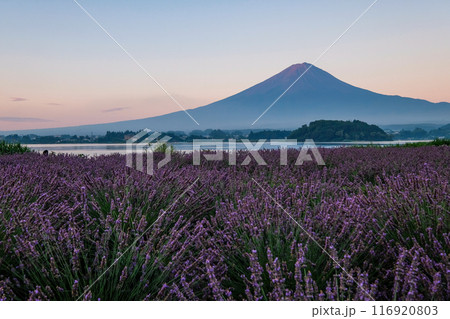 河口湖とラベンダー畑と富士山 116920803